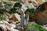 IMG_4896 albero bottiglia Cucumber Tree, Shuabb, Socotra